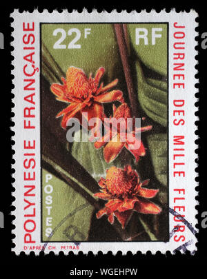 Stamp issued in French Polynesia shows Nicolaia Elatior, Day of a Thousand Flowers, circa 1971. Stock Photo