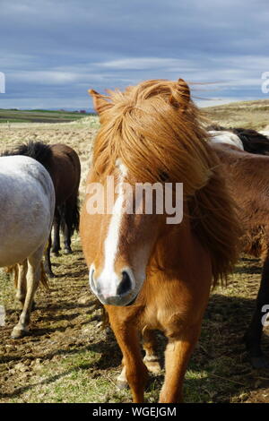 Close-up Of Icelandic Horses Standing On Field