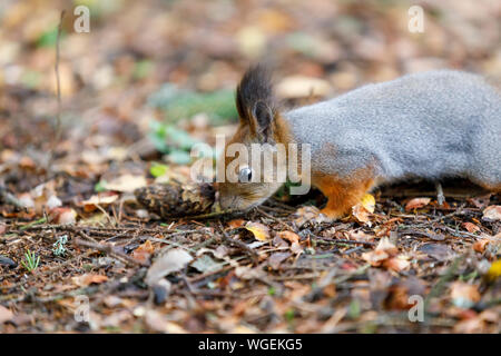 Closeup of small gray squirrel looking for food on the ground Stock Photo