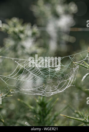 Morning dew on spider's web on a Gorse / Furze - Ulex europaeus - shrub. Dewdrops with sunshine. Stock Photo