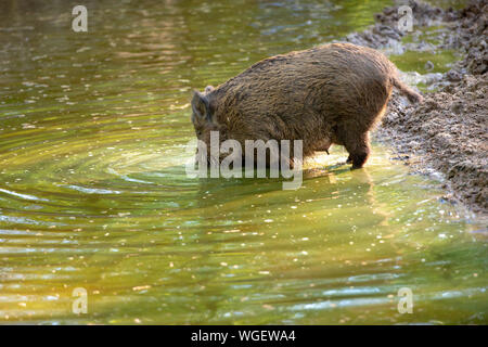 Wild board female drink water from a puddle Stock Photo