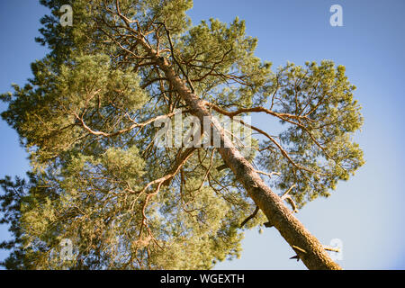 Pine Tree isolated on a blue background. Clear sky Stock Photo