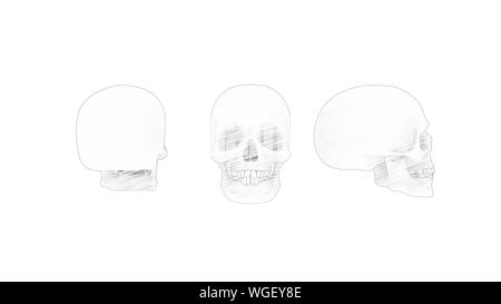3d rendering of a human skull isolated in white studio background Stock Photo