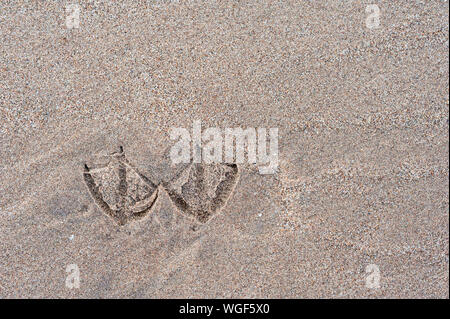 Footprints of a single herring gull, Larus argentatus, which landed and took off from the same place on wet sand with feet together. Stock Photo