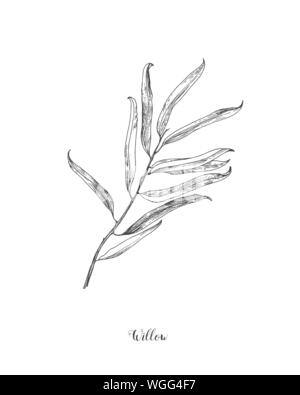 Willow branch line art vector on white background. Willow leaf Botanical Illustration. willow leaf vector illustration Stock Vector