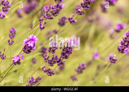 Close up Bushes of lavender purple aromatic flowers at lavender field in summer Stock Photo