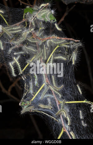 Nest of fall webworms, caterpillars of the Fall Webworm Moth (Hyphantria cunea) also known as Eastern tent caterpillar, Gypsy moth, Iowa, USA Stock Photo