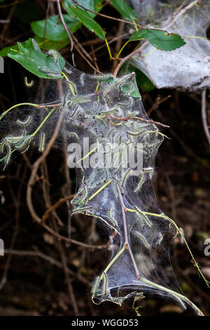 Nest of fall webworms, caterpillars of the Fall Webworm Moth (Hyphantria cunea) also known as Eastern tent caterpillar, Gypsy moth, Iowa, USA Stock Photo