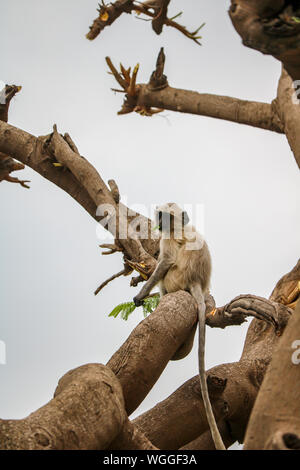 Langur Monkey sitting in a tree in Jaipur and eating, India Stock Photo