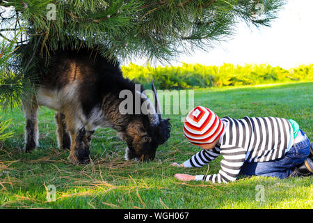 A boy in a striped suit and hat feeds and plays with a beautiful horned goat in autumn lawn on a farm in the fall. Stock Photo