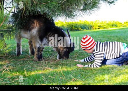 A boy in a striped suit and hat plays with a beautiful horned goat in autumn lawn on a farm in the fall. Stock Photo