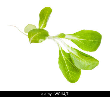 green twig of corn salad (mache, feld salat, etc) isolated on white background Stock Photo