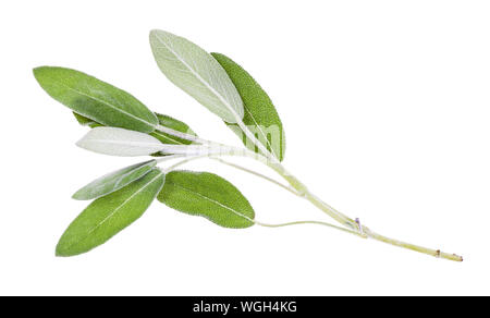 twig of fresh sage (salvia officinalis) plant isolated on white background Stock Photo