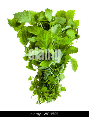 bunch of fresh lemon balm (melissa officinalis) herb isolated on white background Stock Photo