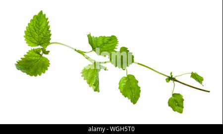 green twig with leaves of lemon balm (melissa officinalis) herb isolated on white background Stock Photo