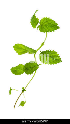 green twig of lemon balm (melissa officinalis) herb isolated on white background Stock Photo