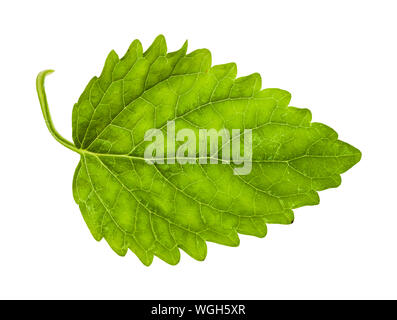 green leaf of lemon balm (melissa officinalis) herb isolated on white background Stock Photo