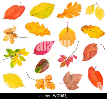various fallen leaves and twigs isolated on white background Stock Photo