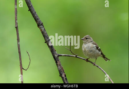 Common chaffinch (Fringilla coelebs) female on branch against green background, Bialowieza Forest, Poland, Europe