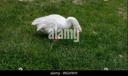 close up of a goose sitting on a grass Stock Photo