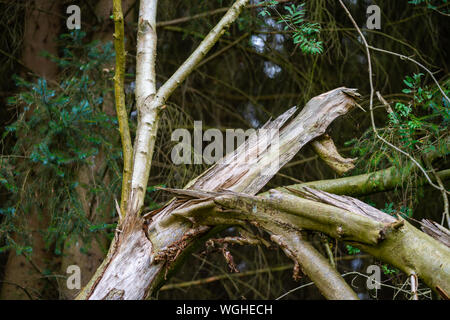 Destroyed  trees after a storm line the path through nature Stock Photo