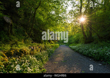 Pathway though woodland at Black Rock at the top of Cheddar Gorge in the Mendip Hills, Somerset, England. Stock Photo