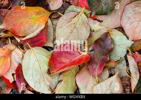 Top view on fallen colored autumn leaves Stock Photo