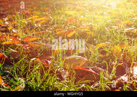 Fallen autumn dry leaves in green grass, lit by the sun. Photo with shallow depth of field. Stock Photo