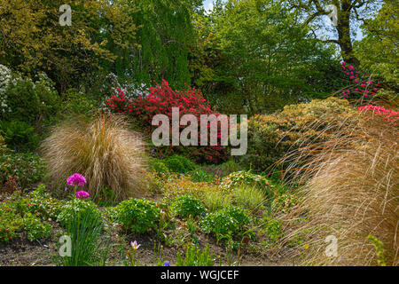 Ornamental grasses and shrubs leading into the woodland area at the garden house devon Stock Photo