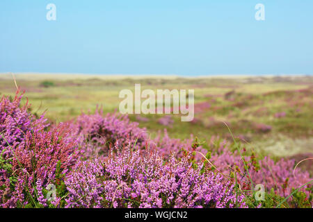 Purple blooming heather 'Calluna vulgaris' plants in nature reserve called 'bollekamer' on island Texel in the Netherlands Stock Photo