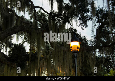 Street lamp at dusk with Spanish moss. Stock Photo