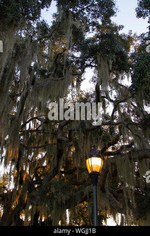 Street lamp at dusk with Spanish moss. Stock Photo