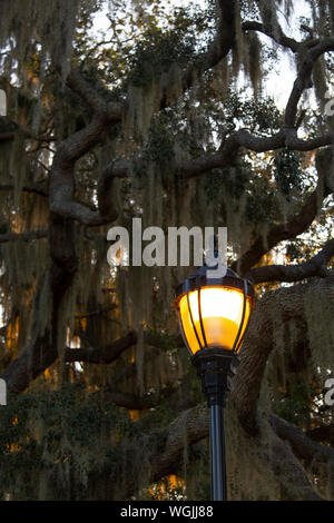 Street lamp at dusk with Spanish moss. Stock Photo