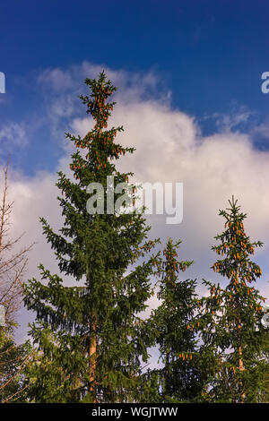 Top of the spruce tree against the blue sky in the light of early sunset Stock Photo
