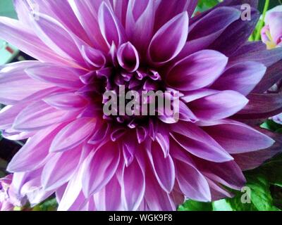 Detail Of Purple Dahlia Blooming Outdoors Detail Of Purple Dahlia Blooming Outdoors