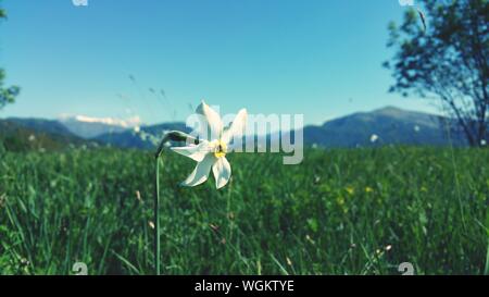 White Daffodil Blooming On Grassy Field Against Clear Blue Sky
