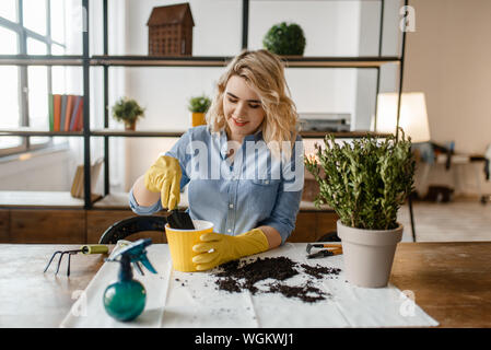 Young woman changes the soil in home plants Stock Photo