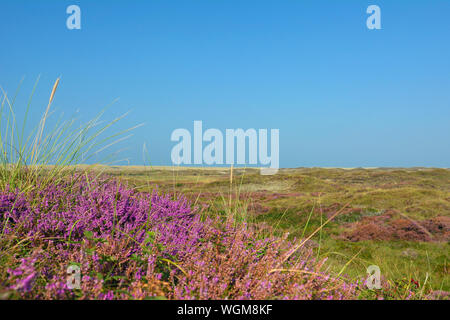 Purple blooming heather 'Calluna vulgaris' plants with nature reserve on island Texel in Netherlands on a sunny late summer day Stock Photo