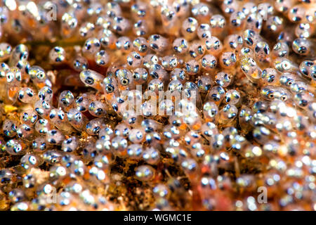 A close up of clownfish eggs only hours before hatching shows their eyes ready to pop through the sac. Stock Photo