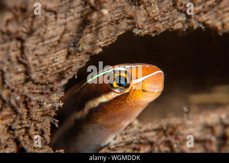 A small blue striped fang blenny peeks around the corner of a rocky crevice. Stock Photo