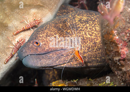 A java moray eel having parasites cleaned off of its skin by white banded cleaner shrimp. Stock Photo