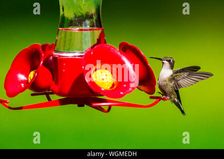 Closeup of juvenile Ruby-throated hummingbird balancing on a red plastic hummingbird feeder. Stock Photo