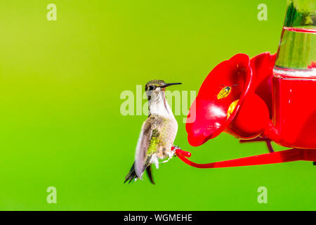 Closeup of juvenile Ruby-throated hummingbird standing on red plastic hummingbird feeder. Stock Photo