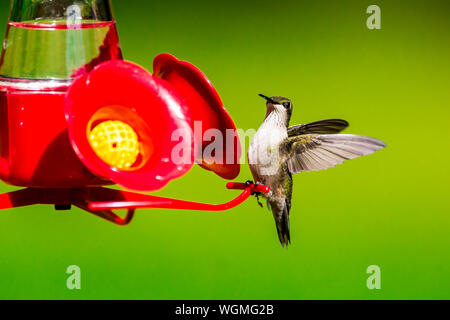 Closeup of juvenile Ruby-throated hummingbird balancing on a red plastic hummingbird feeder. Stock Photo