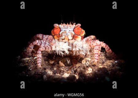 Small boxer crab, lit with a light snoot, carries around a small sea anemone in each claw, resembling a boxer with gloves or cheerleader with pom-poms Stock Photo