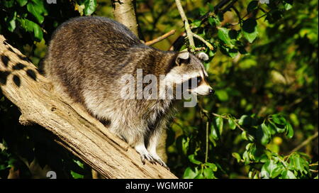 Raccoon on the tree Stock Photo