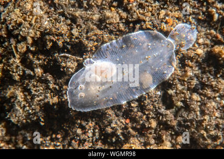 A small, white and translucent flounder in Tulamben, Indonesia scurries across the bottom in search of food. Stock Photo