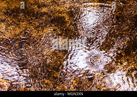 Raindrops falling on a puddle in a forest. Stock Photo