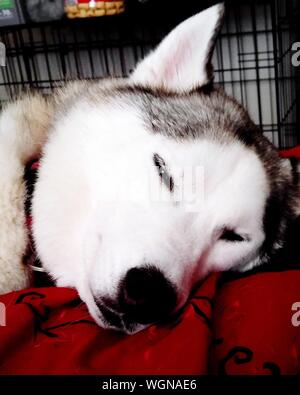 are siberian huskies nocturnal