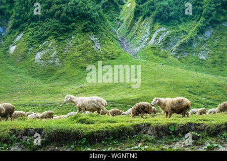 Sheep grazing at Truso Valley and Gorge  landscape with Zakagori Fortress on trekking / hiking route, in Kazbegi, Georgia. Stock Photo